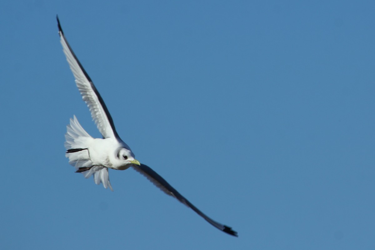 Black-legged Kittiwake - Craig Fosdick