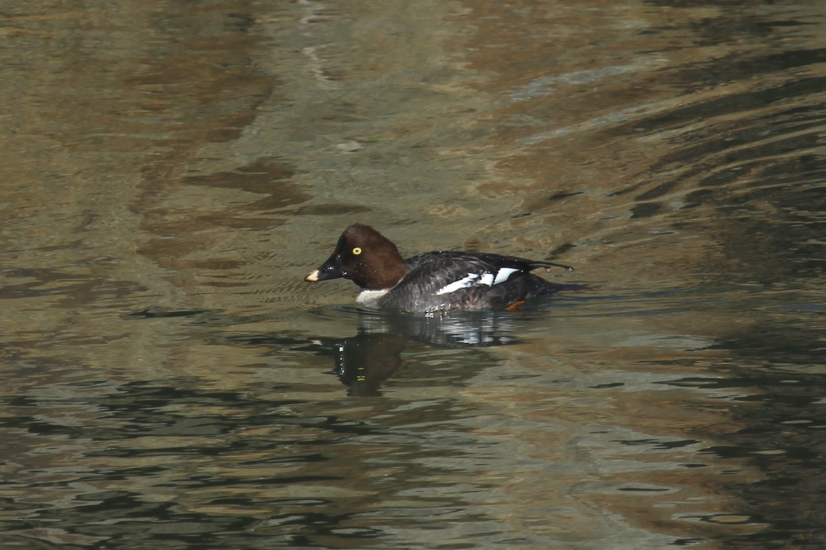 Common Goldeneye - Craig Fosdick