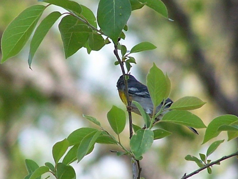 Meisenwaldsänger - ML147385041