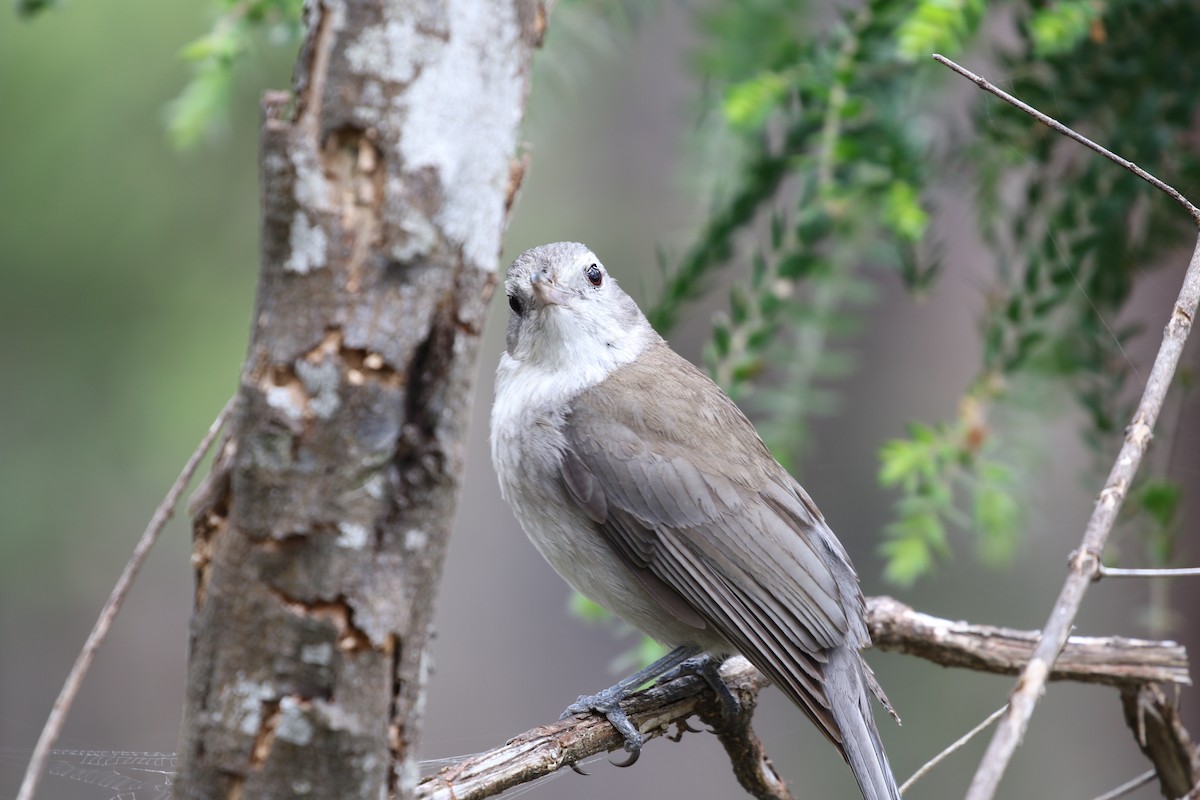 Gray Shrikethrush - Martin Allen