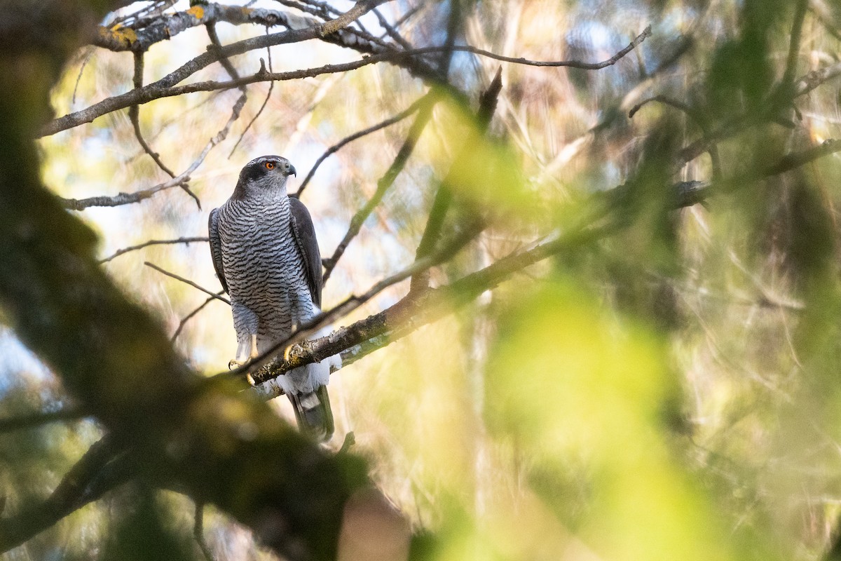 Eurasian Goshawk - ML147385891