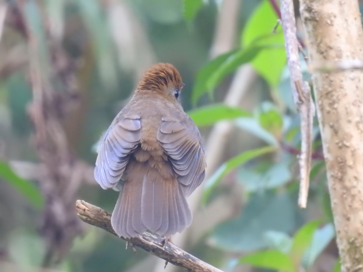 Ruddy-capped Nightingale-Thrush - ML147386481