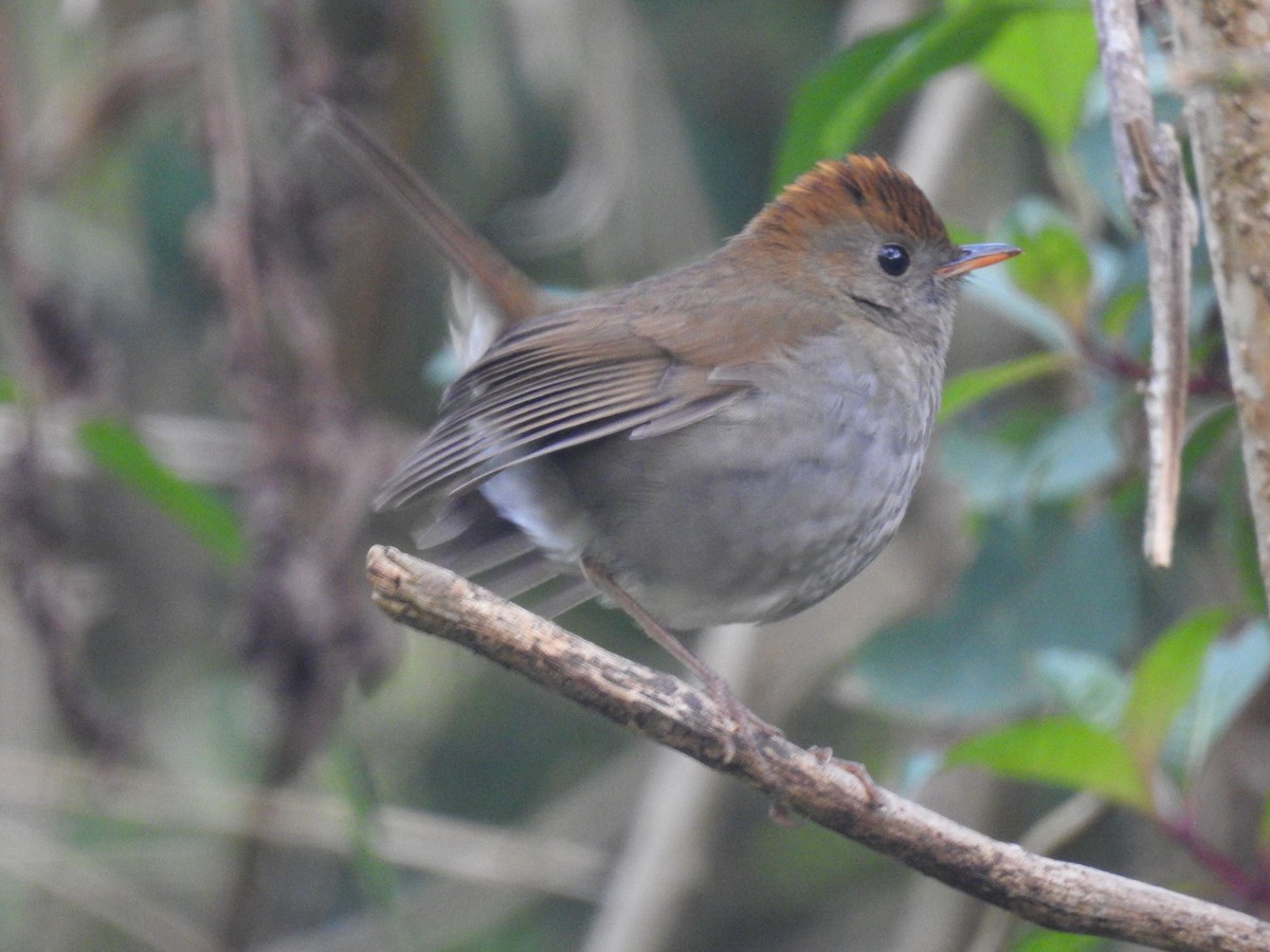 Ruddy-capped Nightingale-Thrush - ML147386511