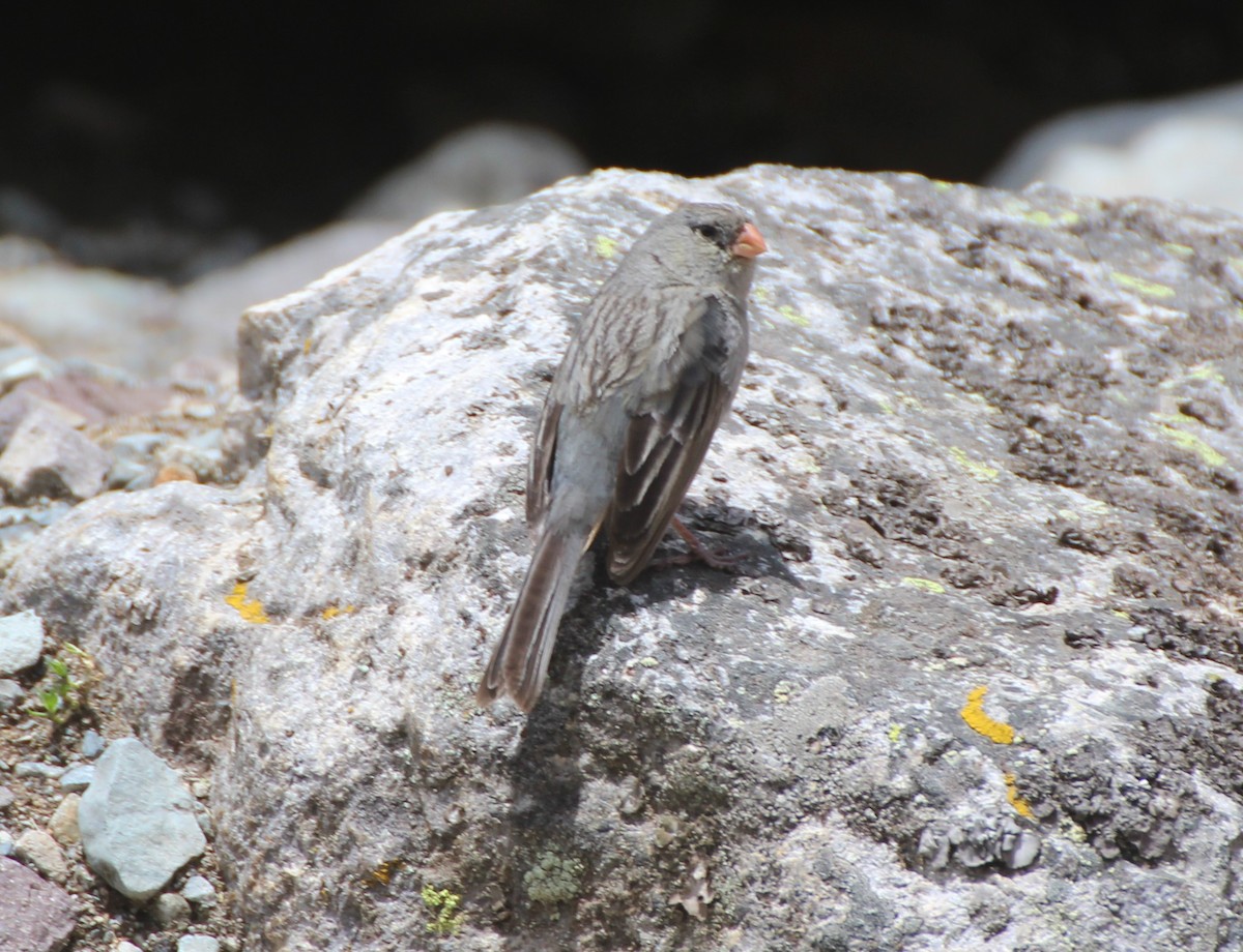 Plain-colored Seedeater - Ross Brown