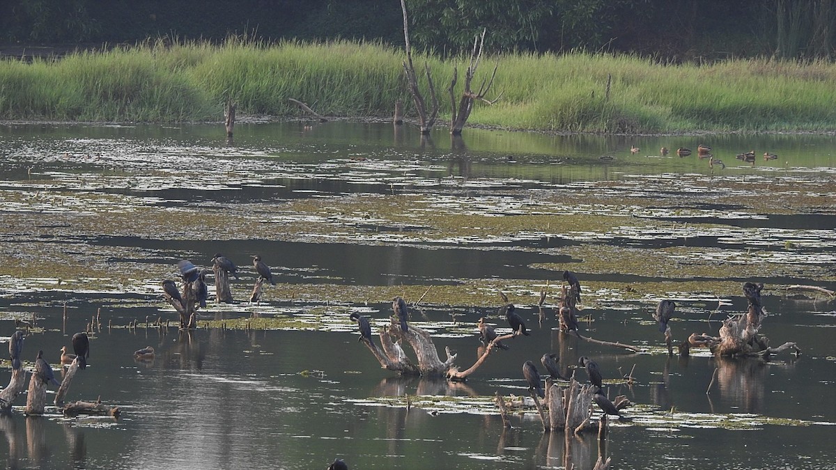 Indian Cormorant - ML147388171