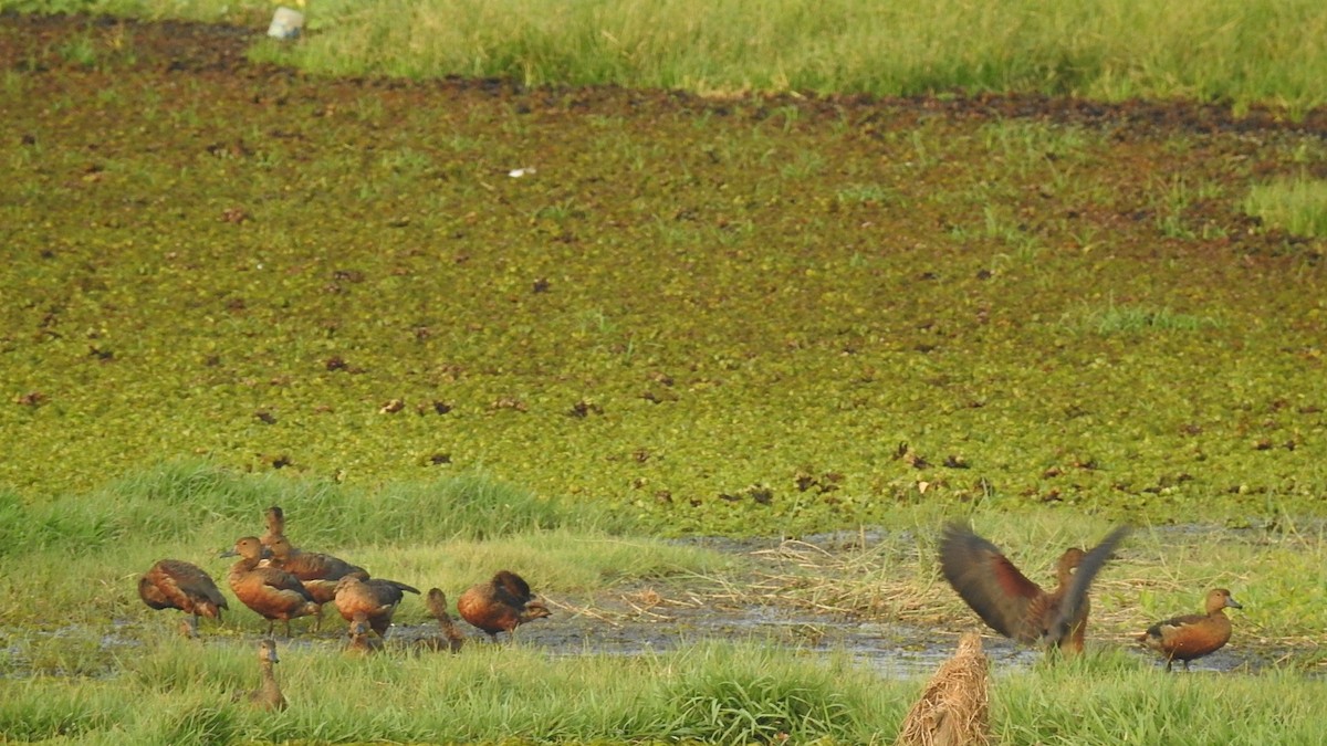 Lesser Whistling-Duck - ML147388571