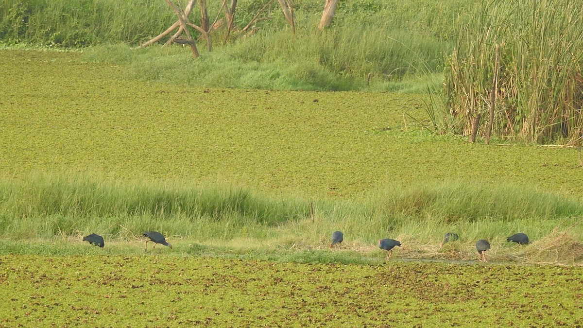 Gray-headed Swamphen - Ashwin R