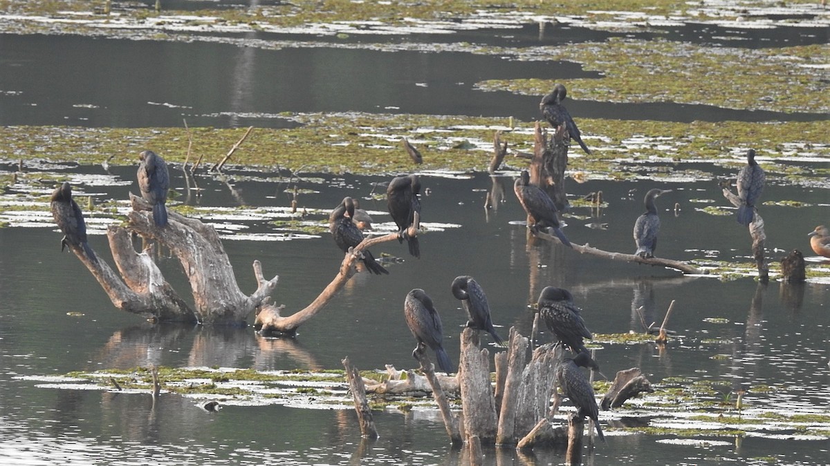 Indian Cormorant - ML147388791