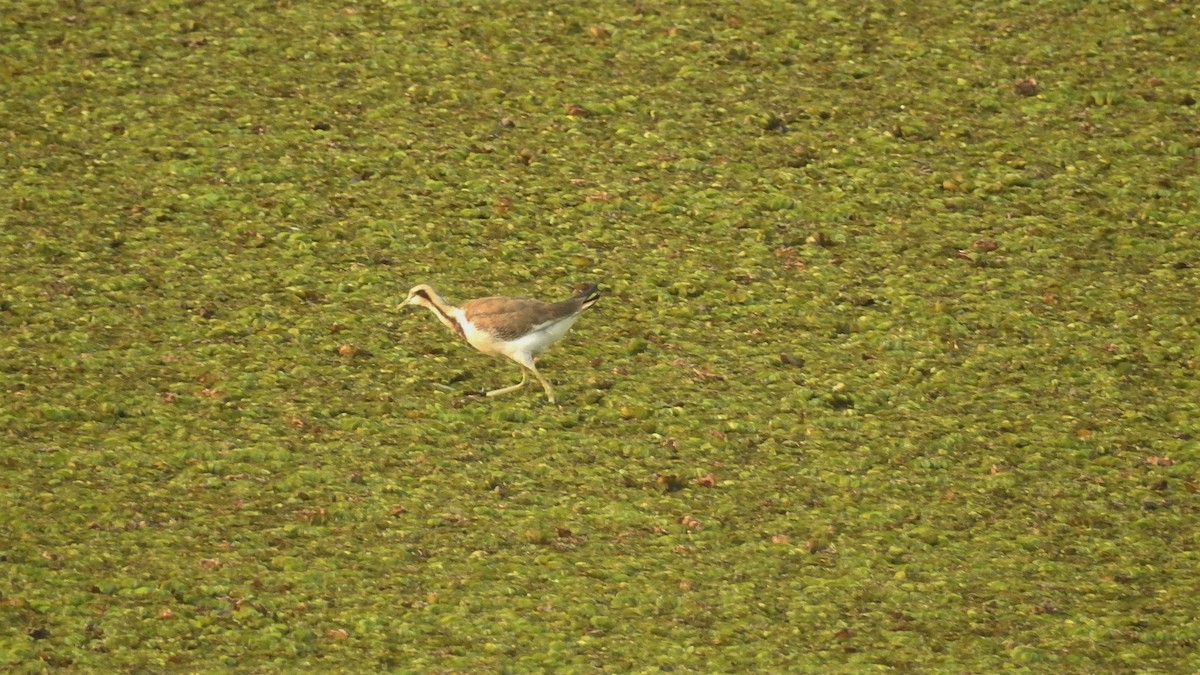 Pheasant-tailed Jacana - ML147388891