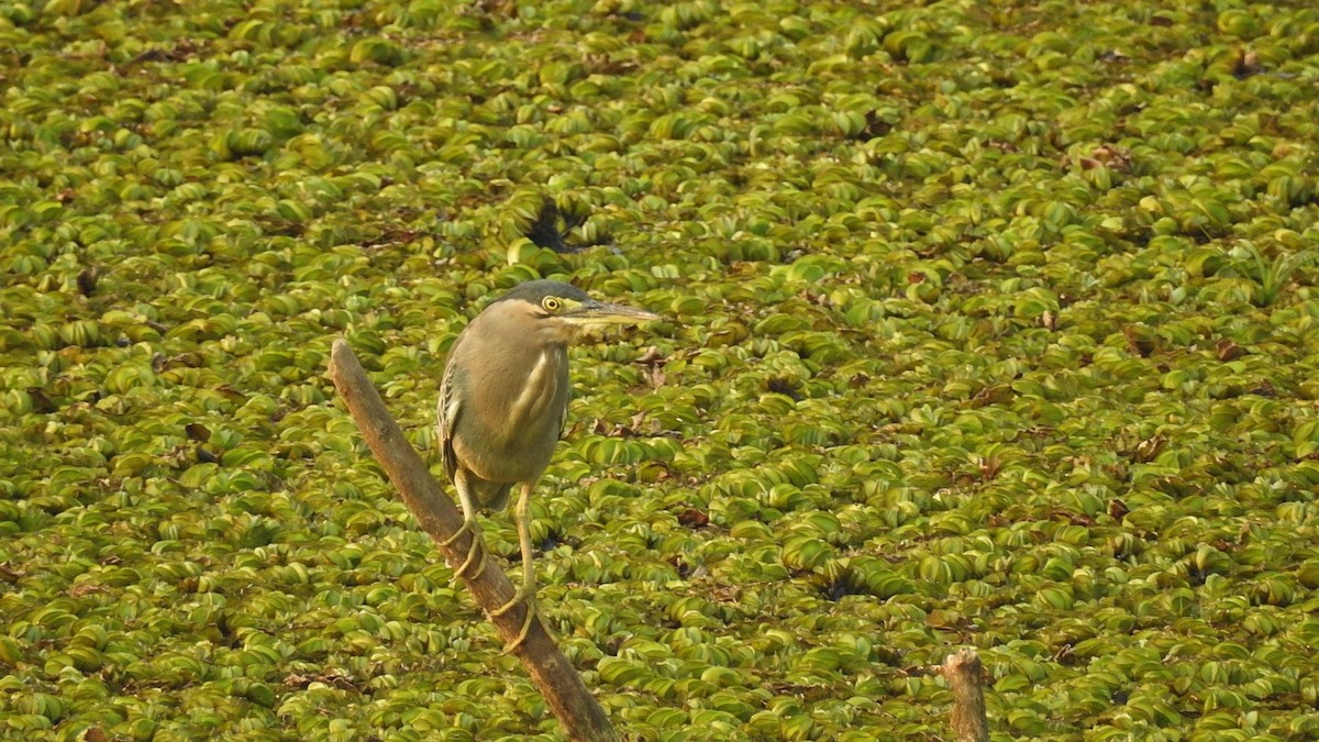 Striated Heron (Old World) - ML147389121