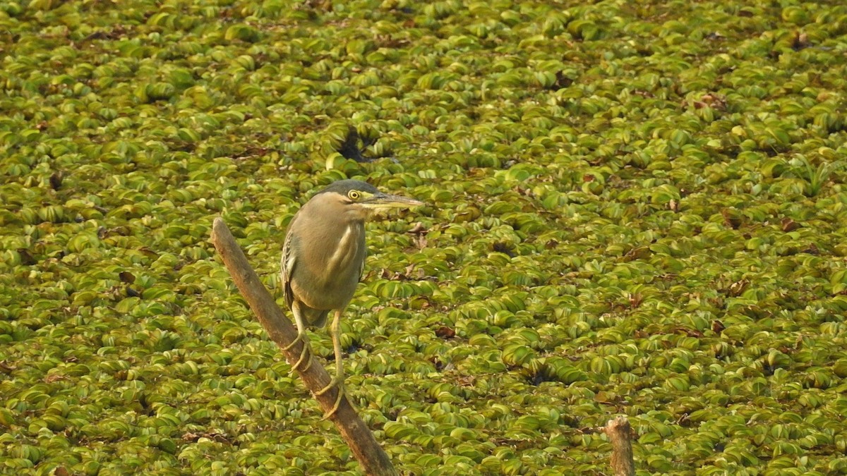 Striated Heron - Ashwin R