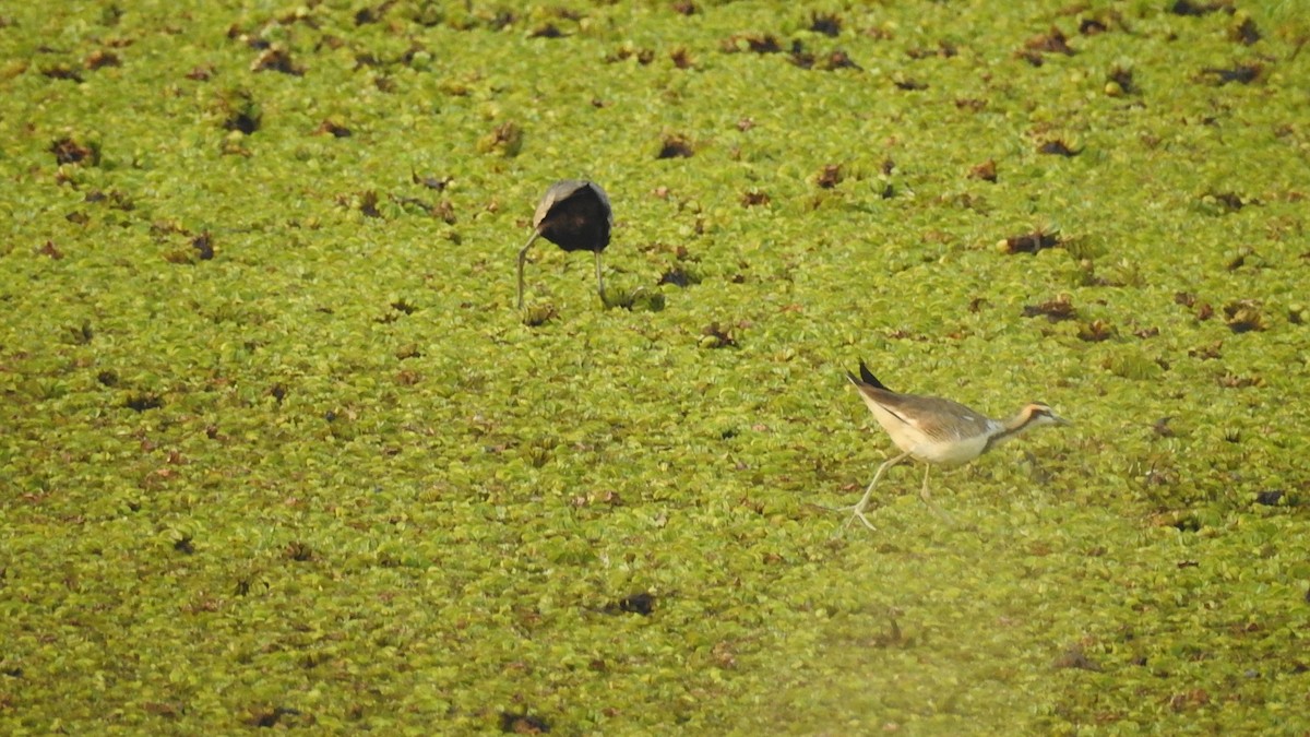 Pheasant-tailed Jacana - Ashwin R