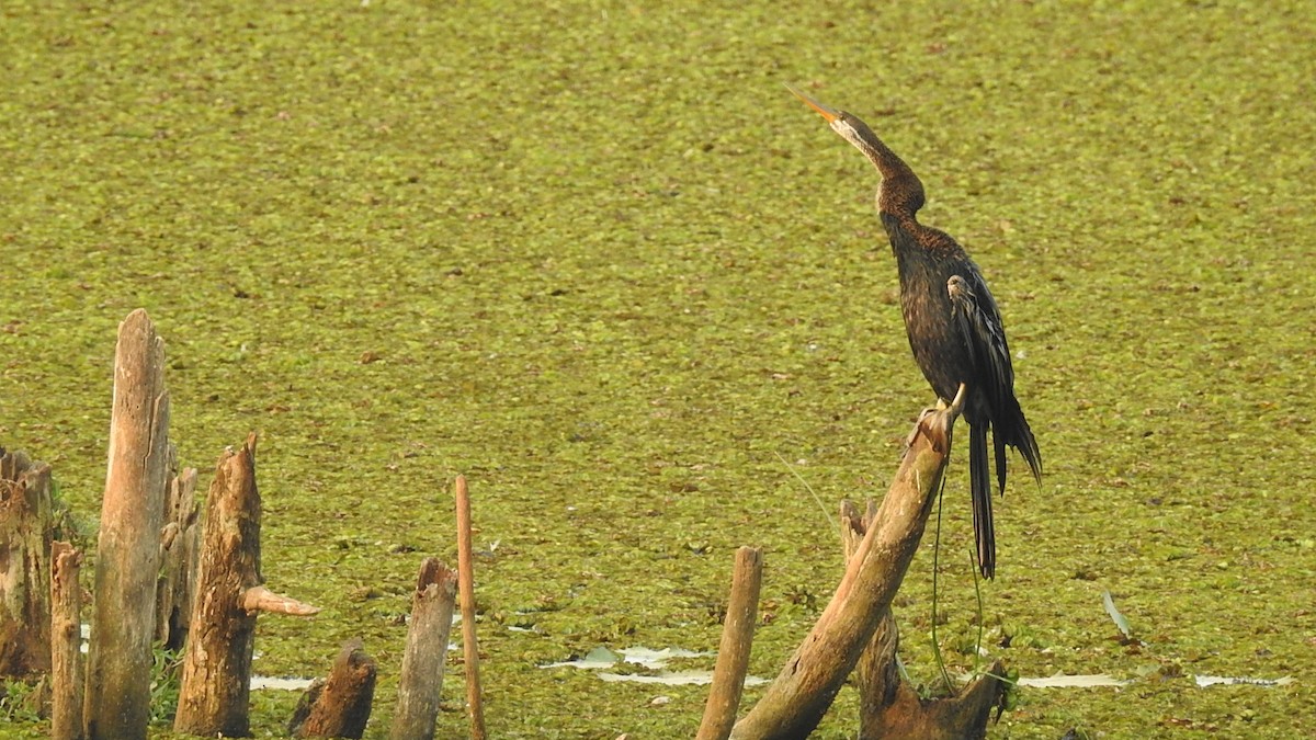 Oriental Darter - Ashwin R