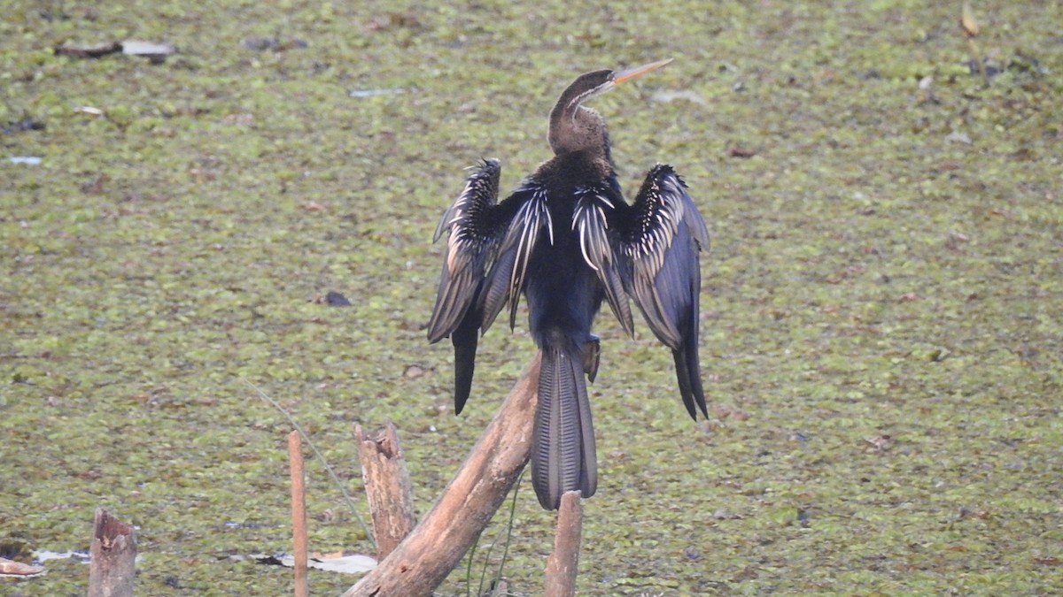 Oriental Darter - ML147389411