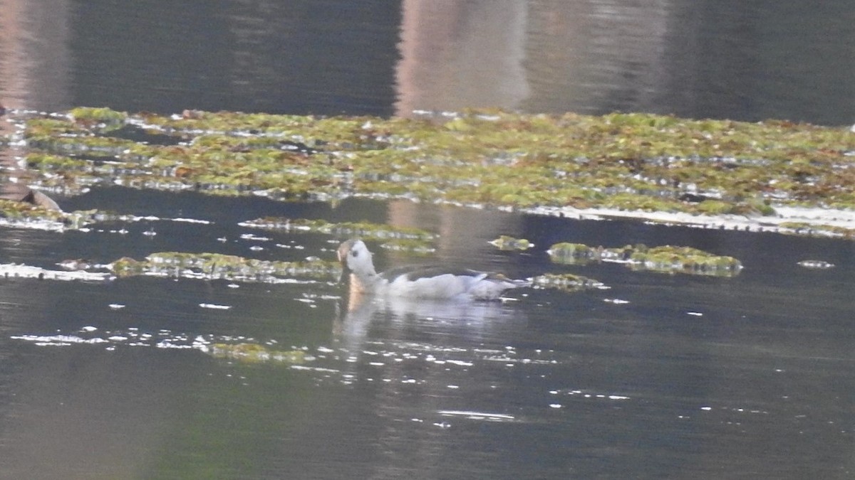 Cotton Pygmy-Goose - ML147389831