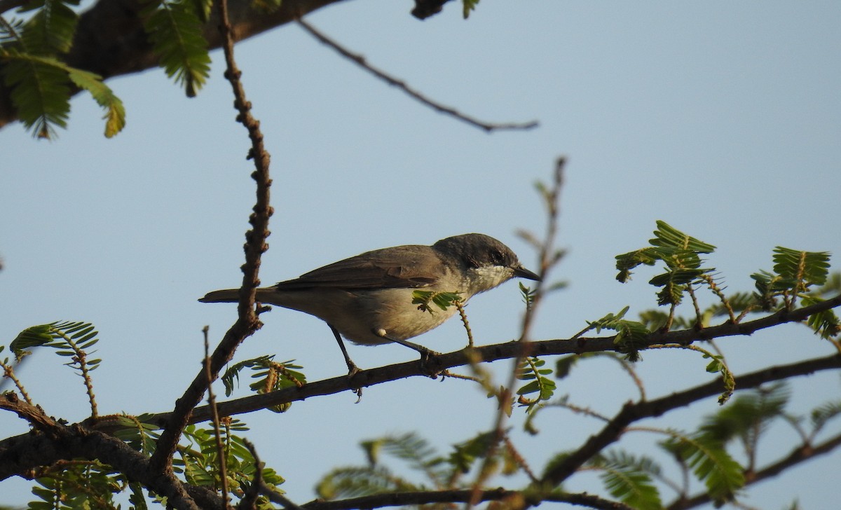 Lesser Whitethroat (Hume's) - ML147391871