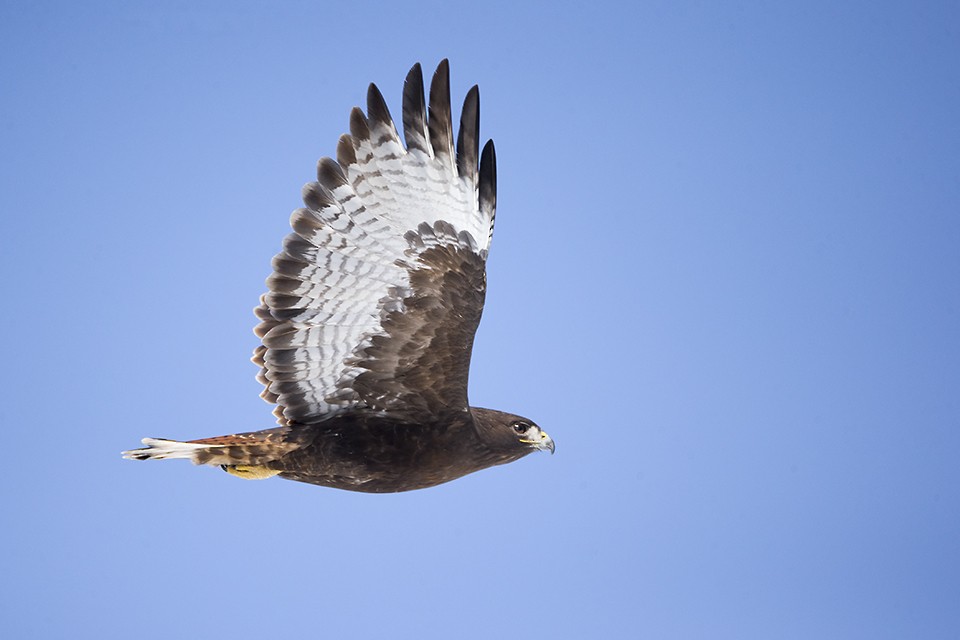 Red-tailed Hawk - ML147392211