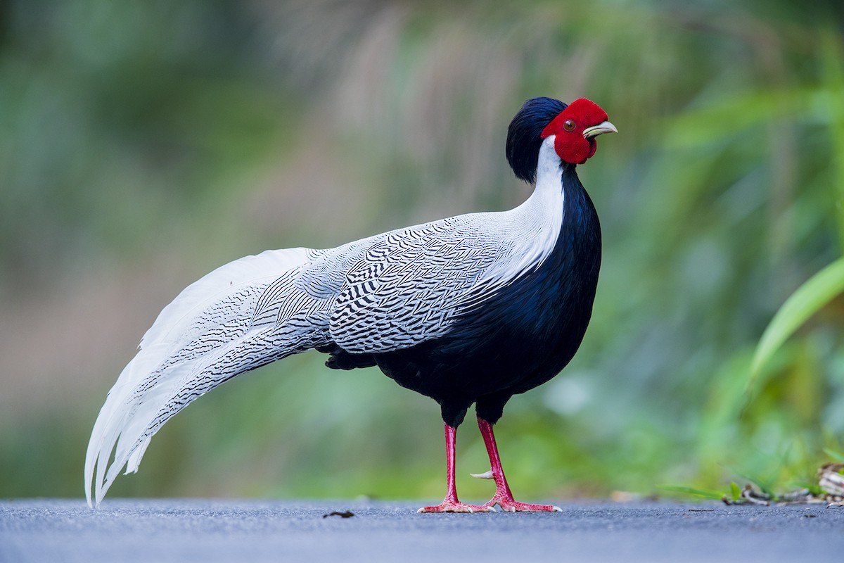 Silver Pheasant - ML147392591