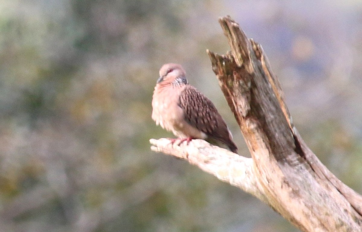 Spotted Dove - ML147392711