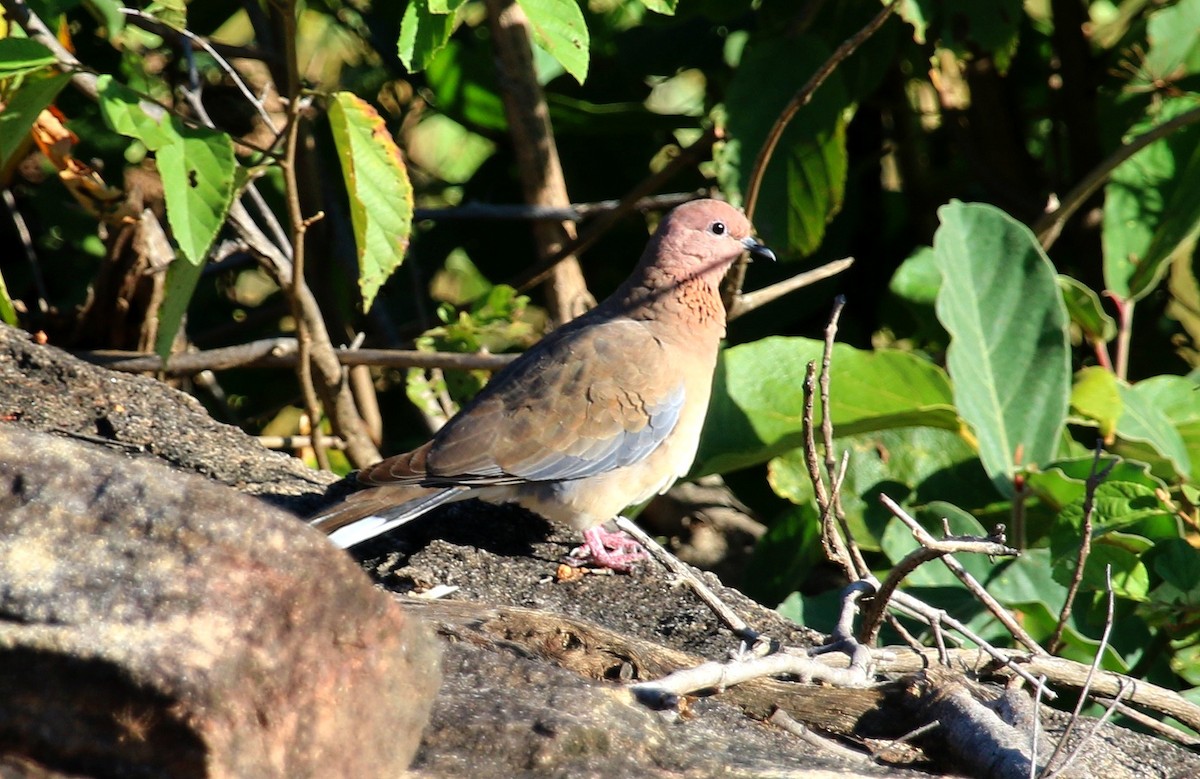 Laughing Dove - ML147393051