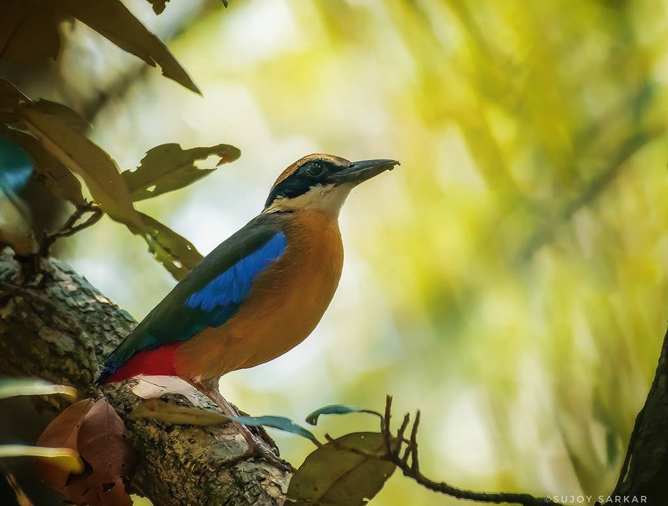 Mangrove Pitta - ML147393541