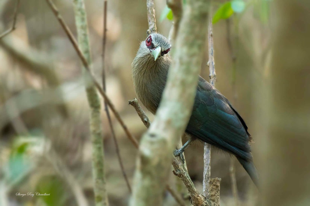 Green-billed Malkoha - Biswanath Mondal