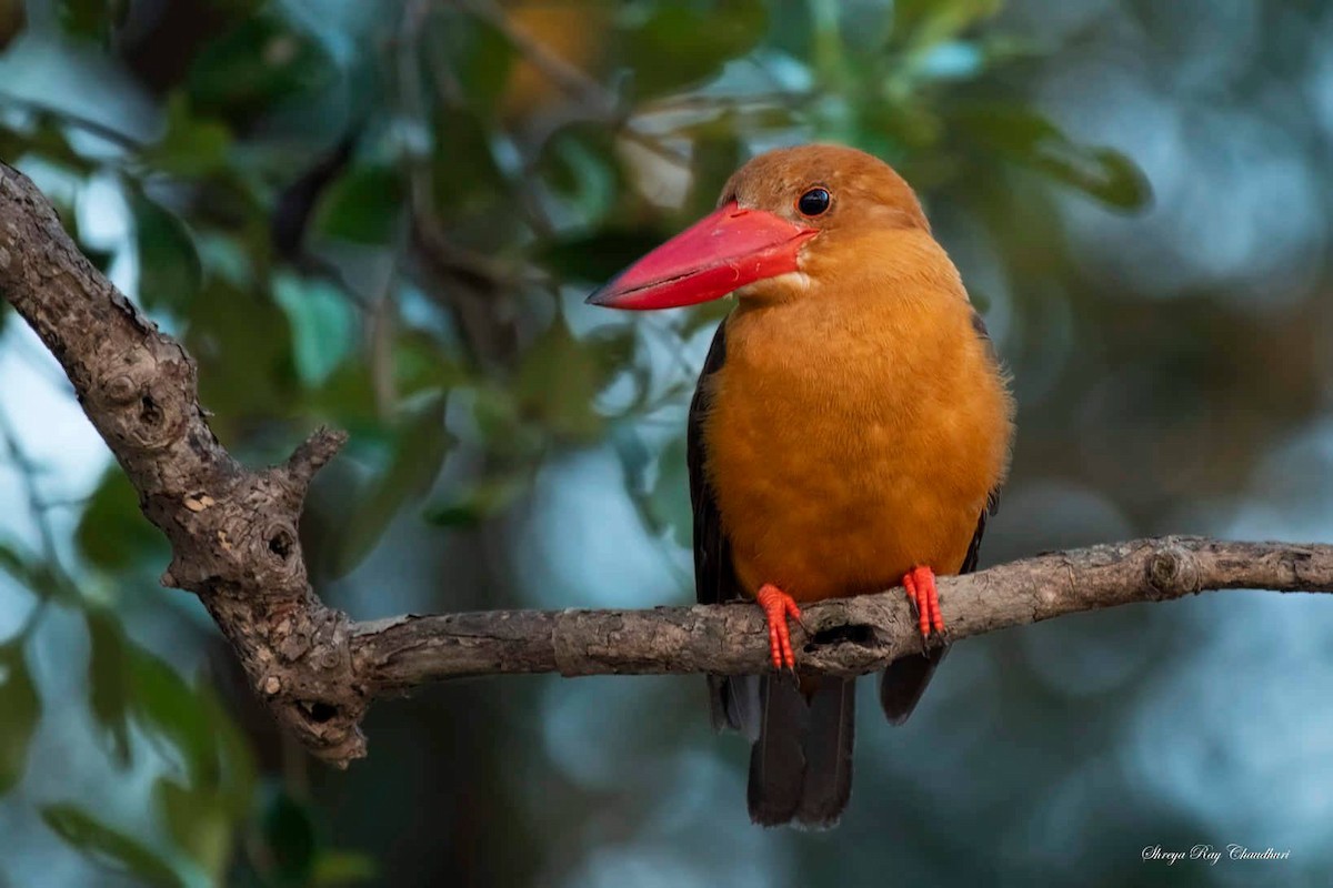 Brown-winged Kingfisher - ML147393851