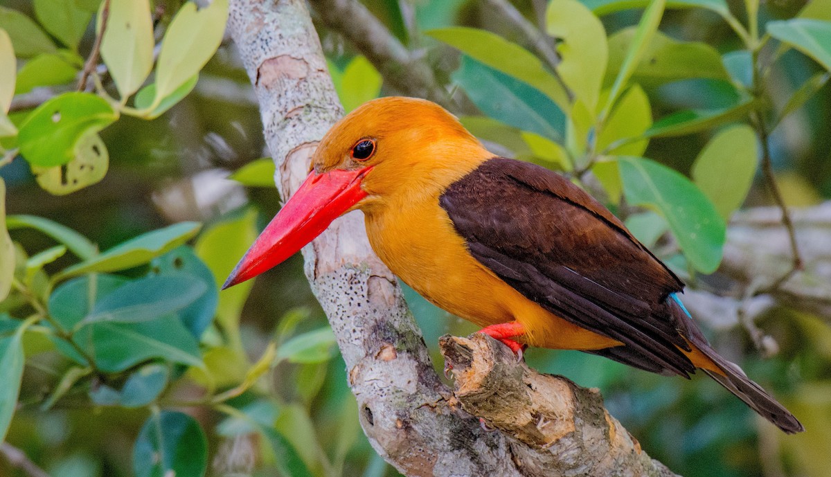 Brown-winged Kingfisher - Biswanath Mondal
