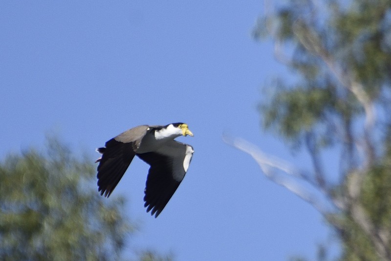 Masked Lapwing (Black-shouldered) - ML147395651
