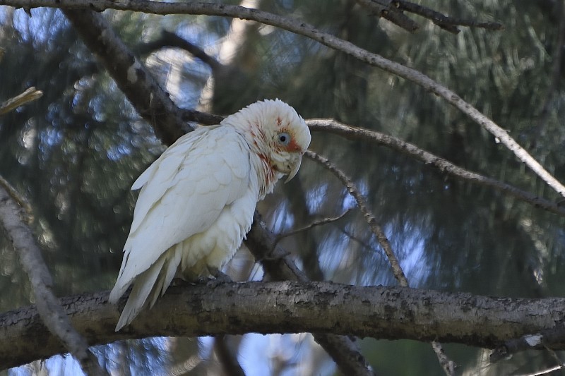 Long-billed Corella - ML147395731
