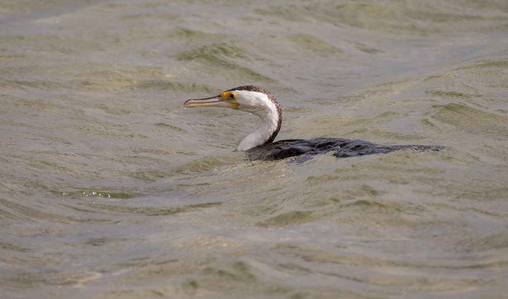 Pied Cormorant - Matteo Grilli