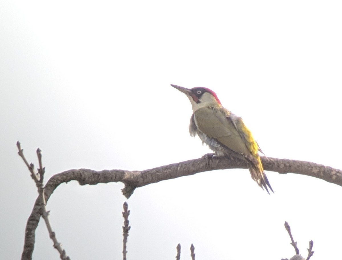 Eurasian Green Woodpecker - ML147396751