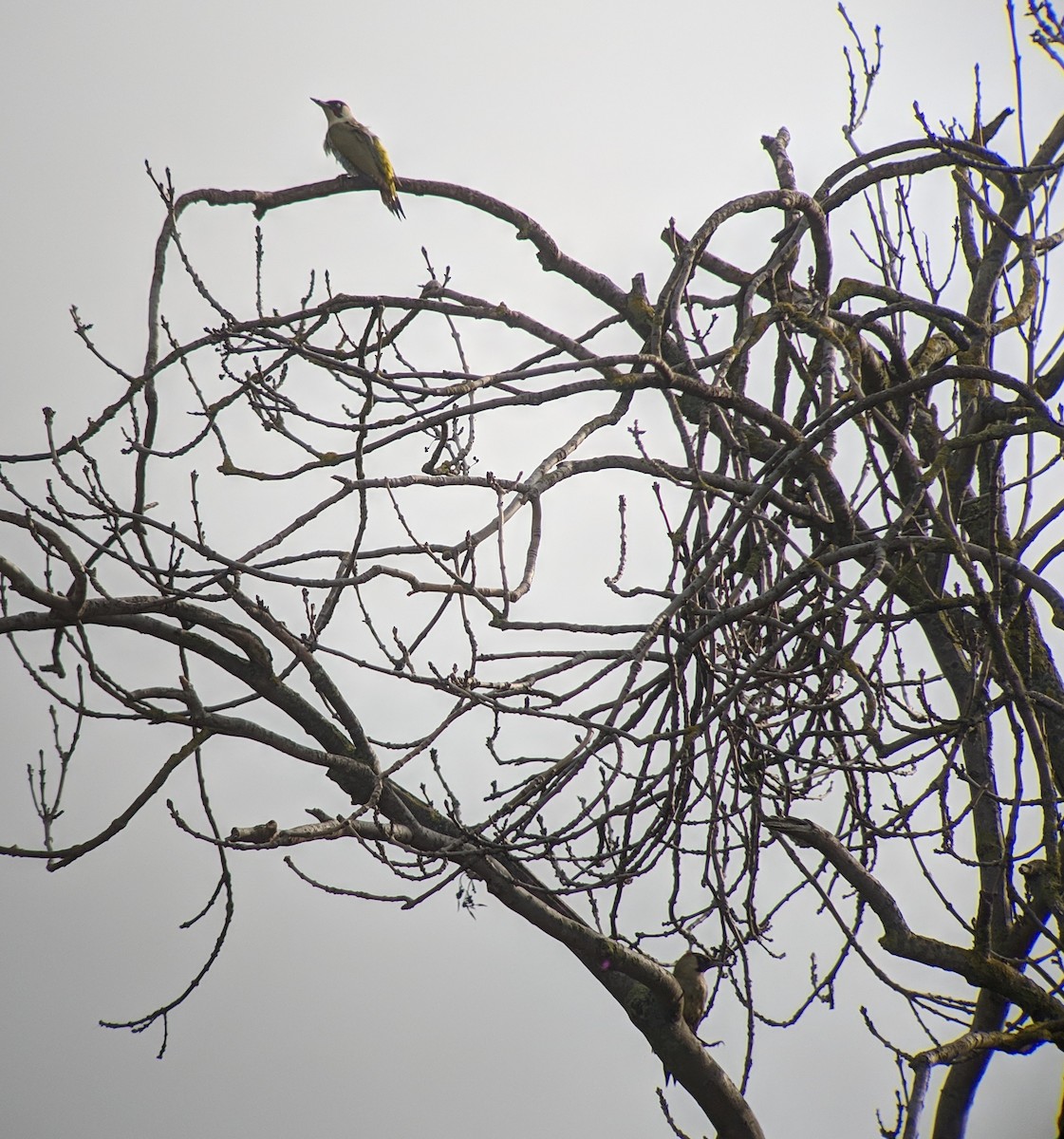 Eurasian Green Woodpecker - ML147396781
