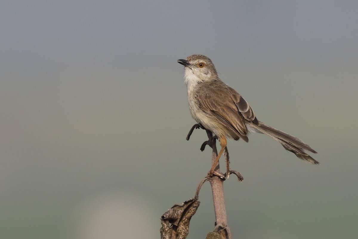 Prinia Sencilla - ML147397211