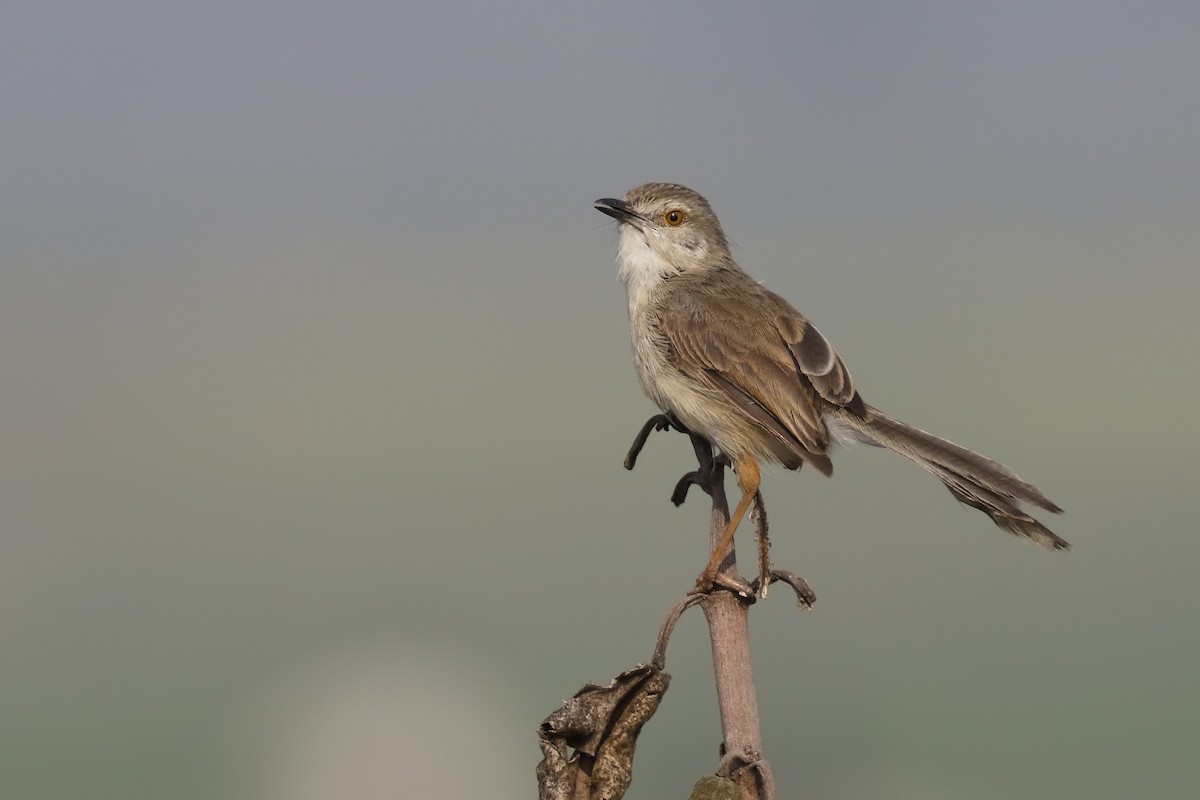 Plain Prinia - ML147397211