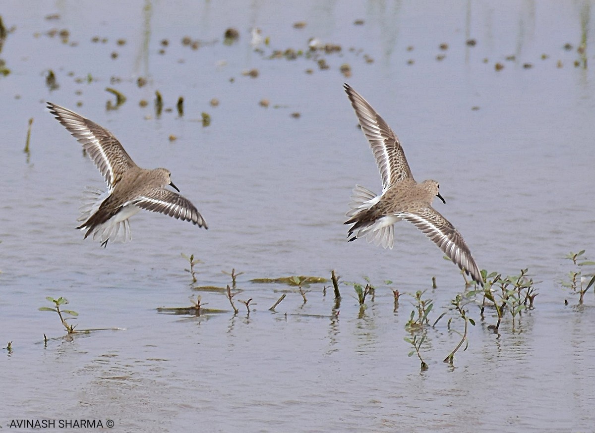 Dunlin - ML147397271