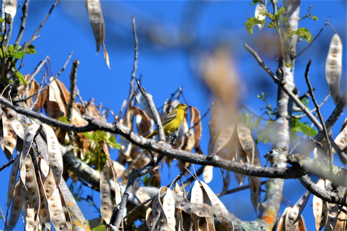 Orchard Oriole - ML147398701