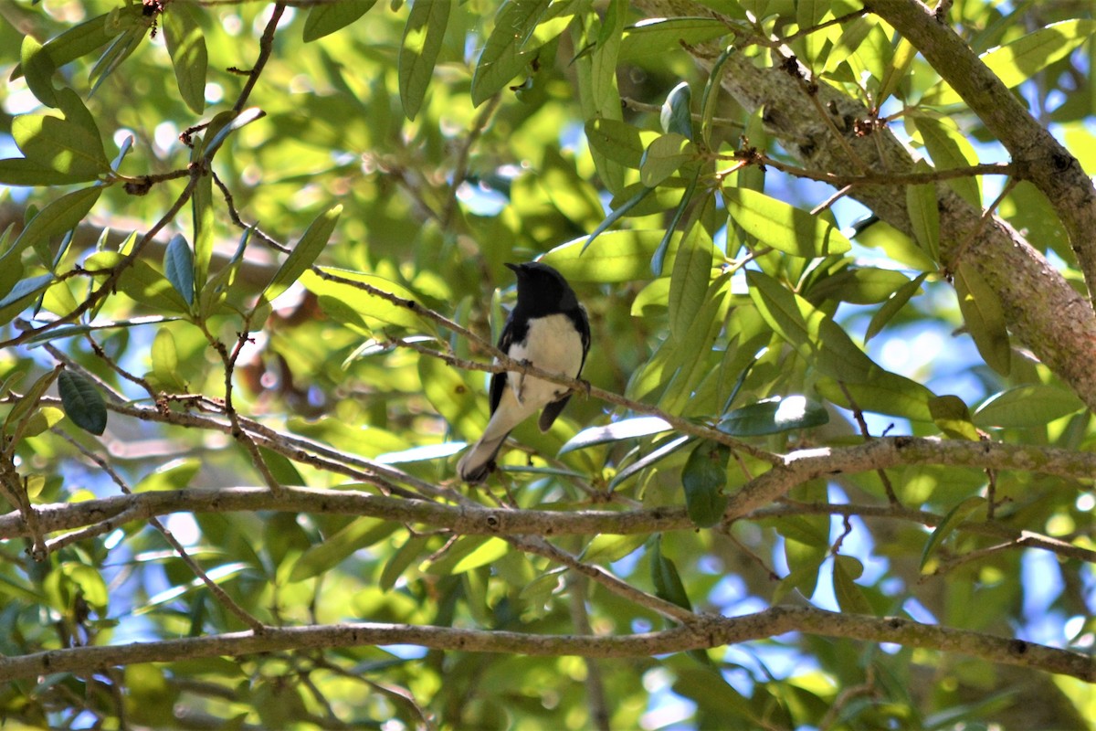 Black-throated Blue Warbler - ML147398791