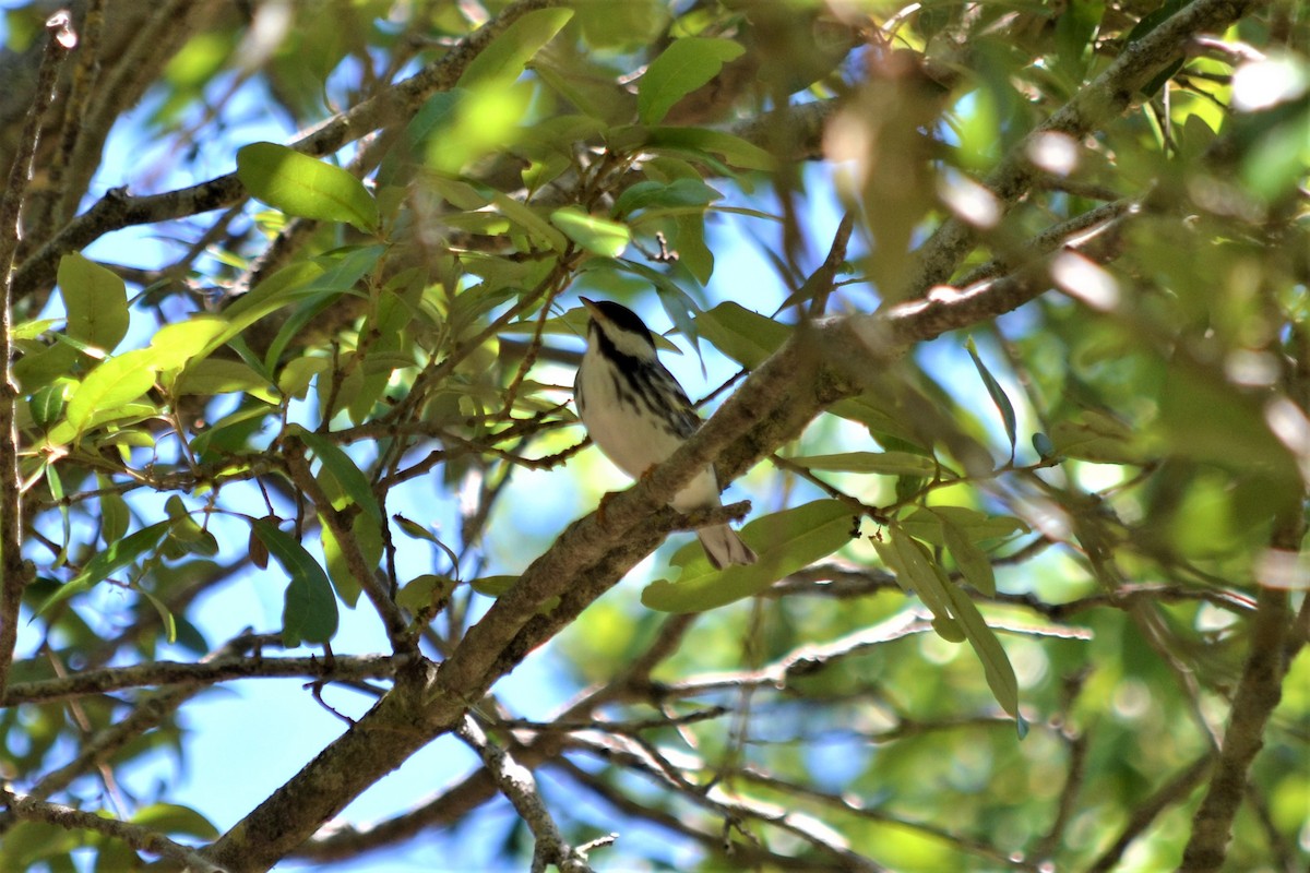 Paruline rayée - ML147398941