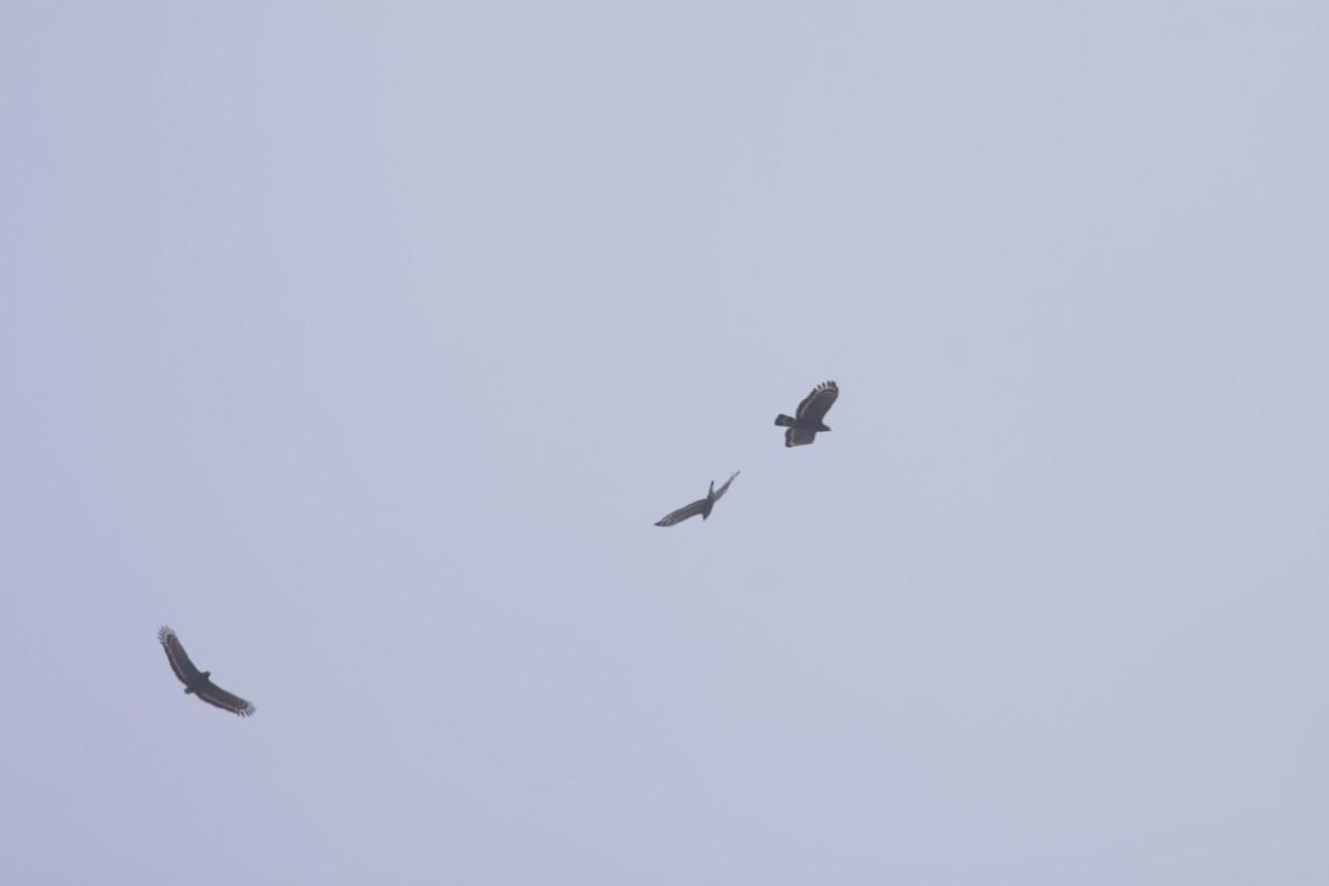 Crested Serpent-Eagle - ML147398991