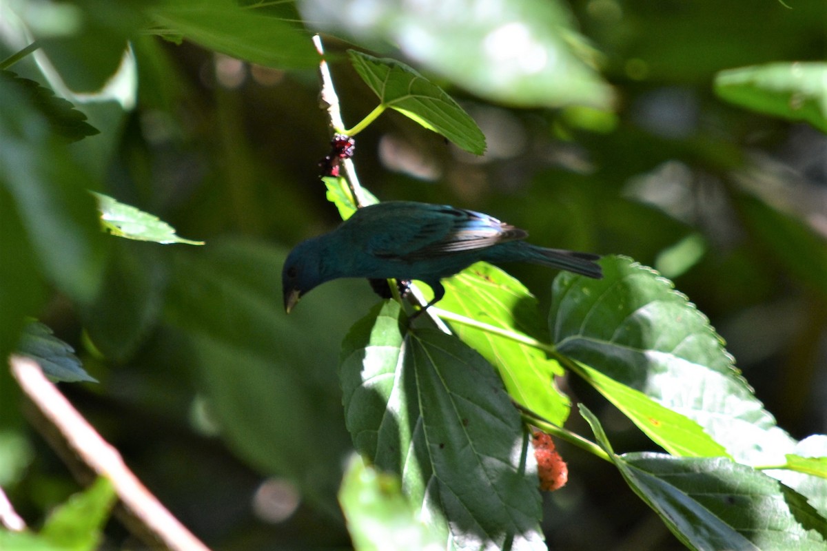 Indigo Bunting - ML147399011