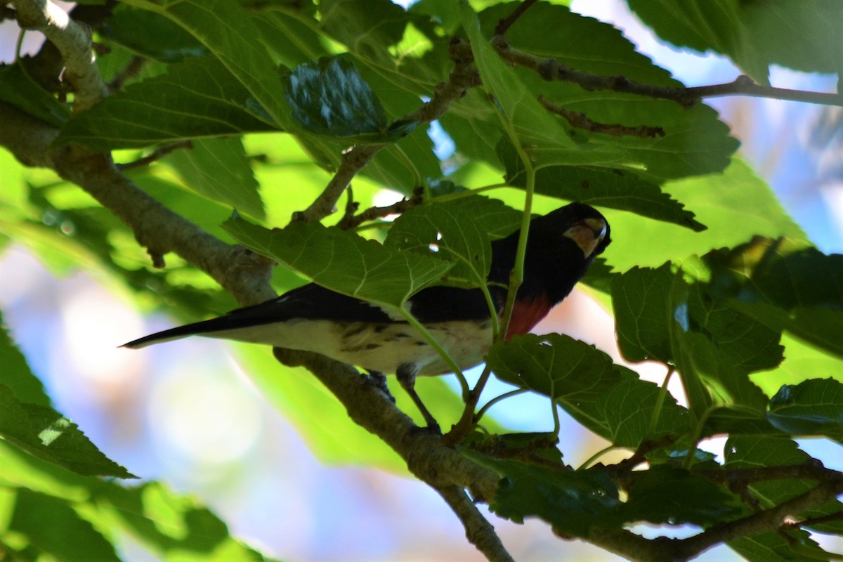 Rose-breasted Grosbeak - ML147399041