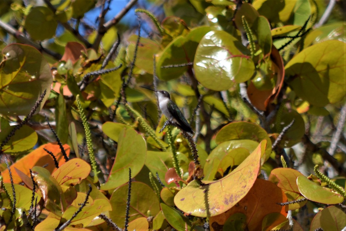 Ruby-throated Hummingbird - ML147399301