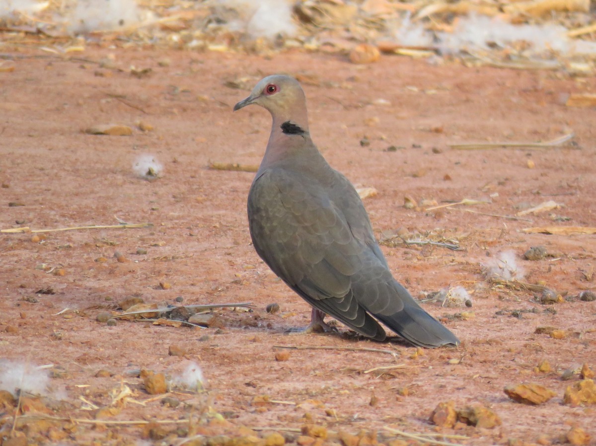 Red-eyed Dove - ML147399431