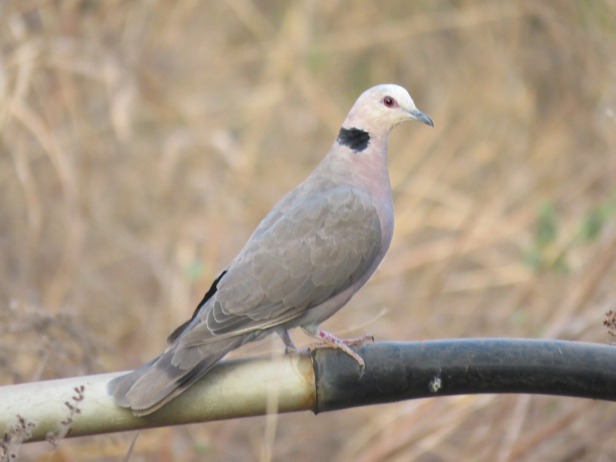 Red-eyed Dove - ML147399441