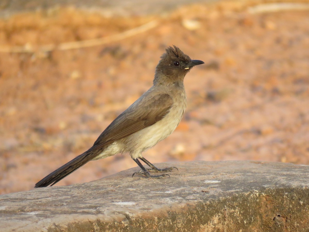 Common Bulbul - ML147399471