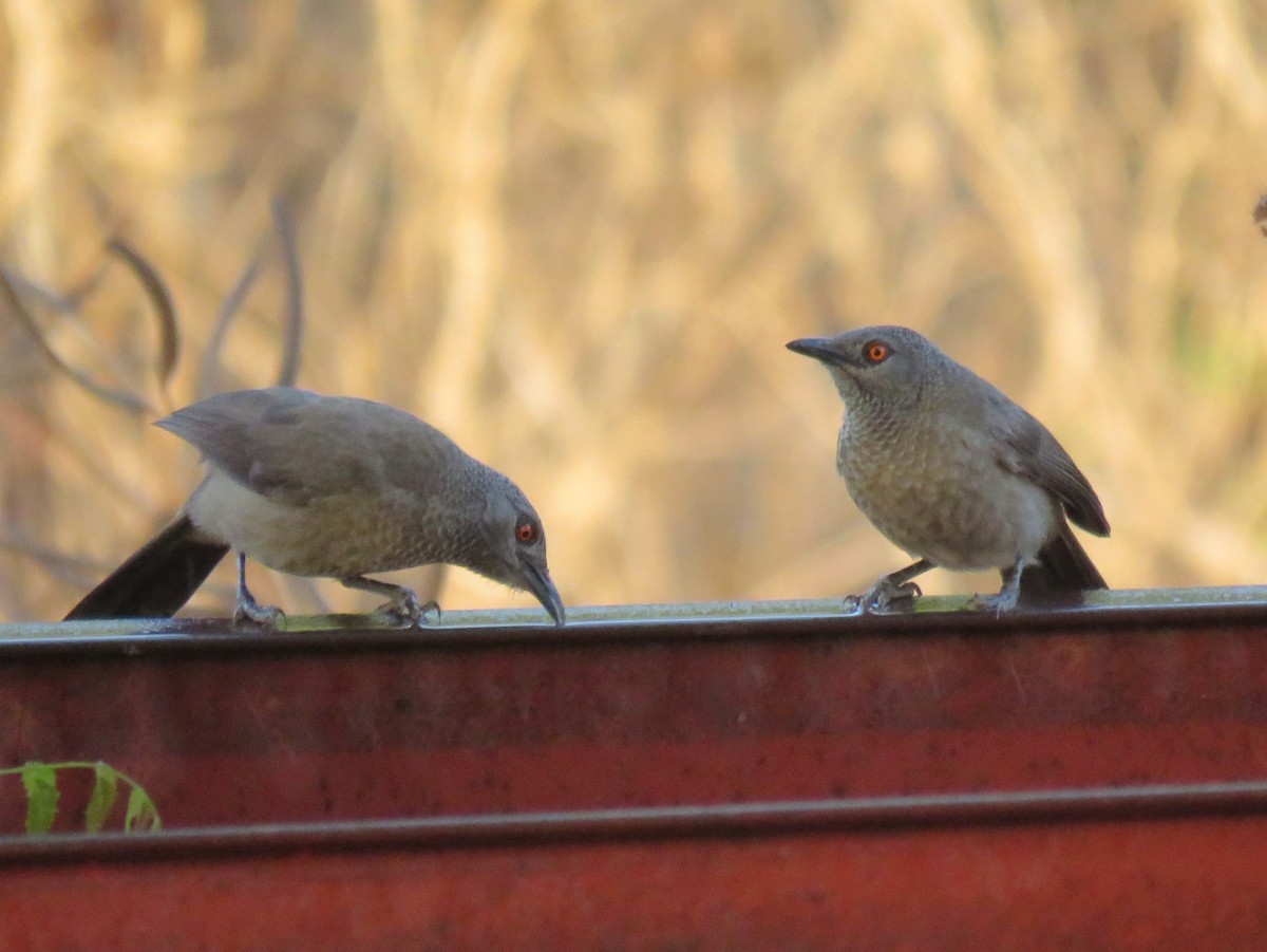 Brown Babbler - ML147399501