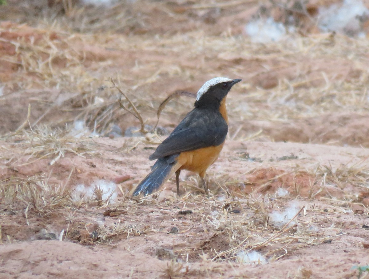 White-crowned Robin-Chat - ML147399511