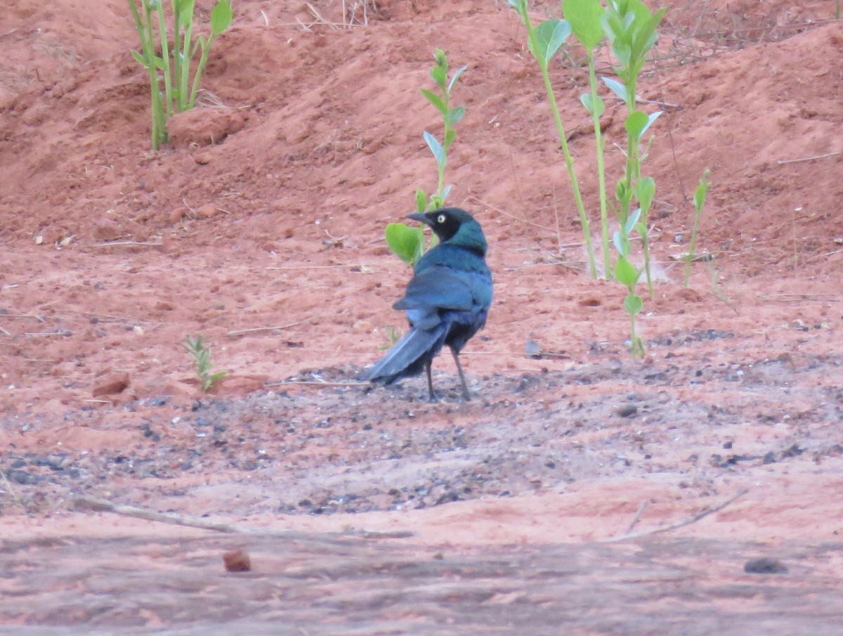 Long-tailed Glossy Starling - ML147399521