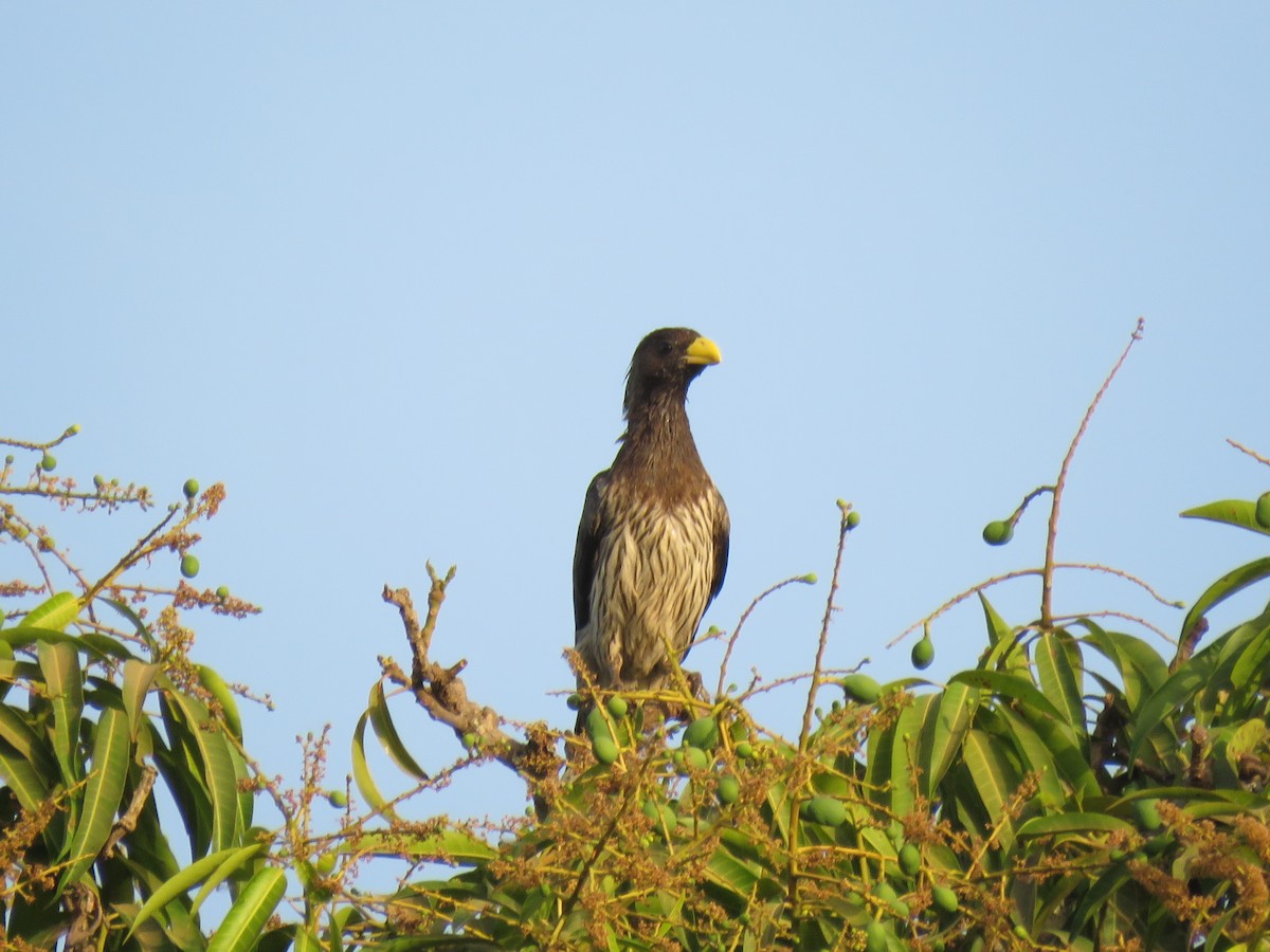 Western Plantain-eater - ML147399571